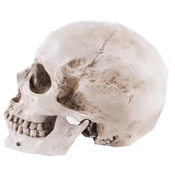 Модель черепа со съемной нижней челюстью, модель черепа со съемными деталями, обучающие модели черепов для Хэллоуина, реквизит для Маскарада